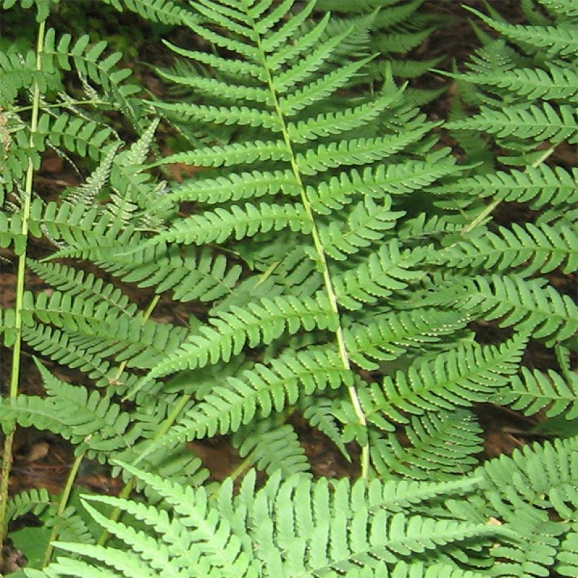 Dryopteris marginalis - Wurmfarn (Laub)