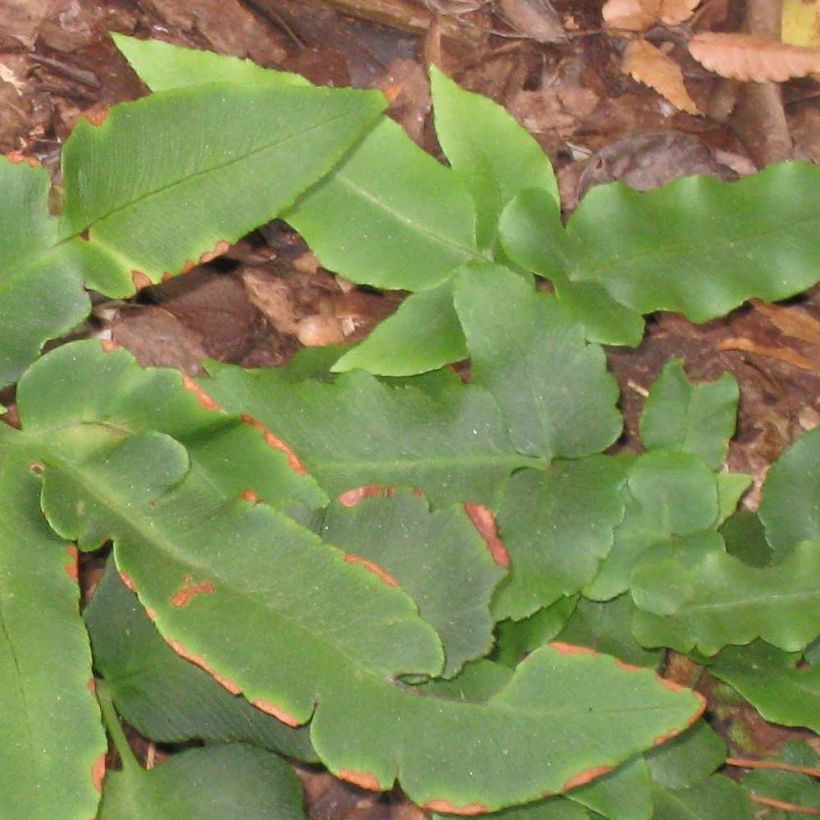 Dryopteris sieboldii - Wurmfarn (Laub)