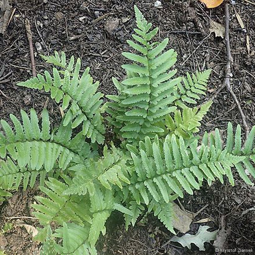 Dryopteris tokyoensis - Wurmfarn (Hafen)