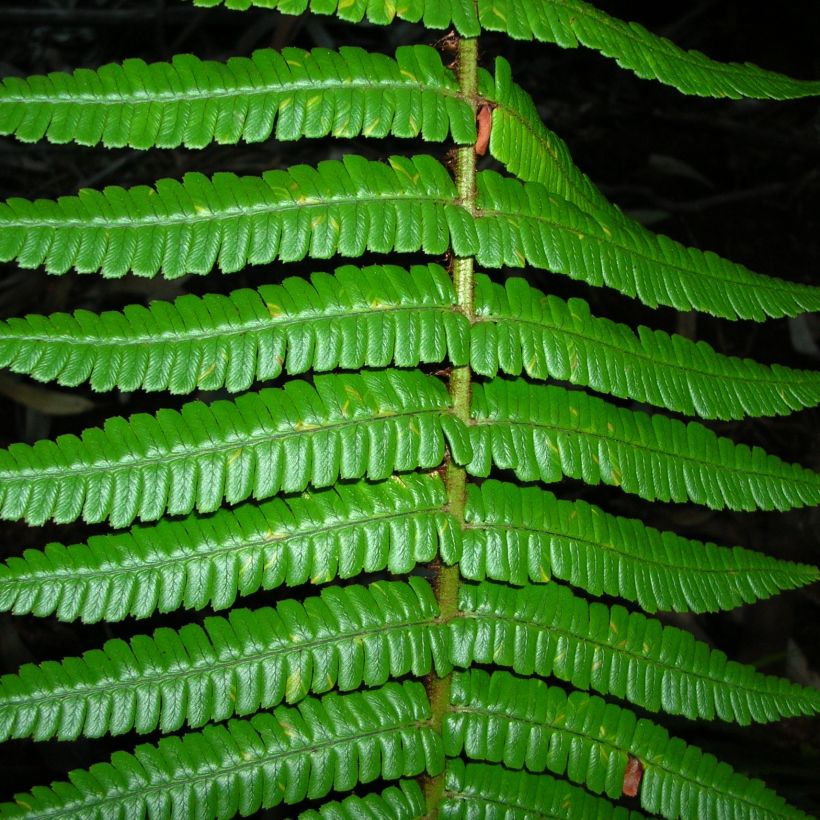 Dryopteris wallichiana - Wurmfarn (Laub)