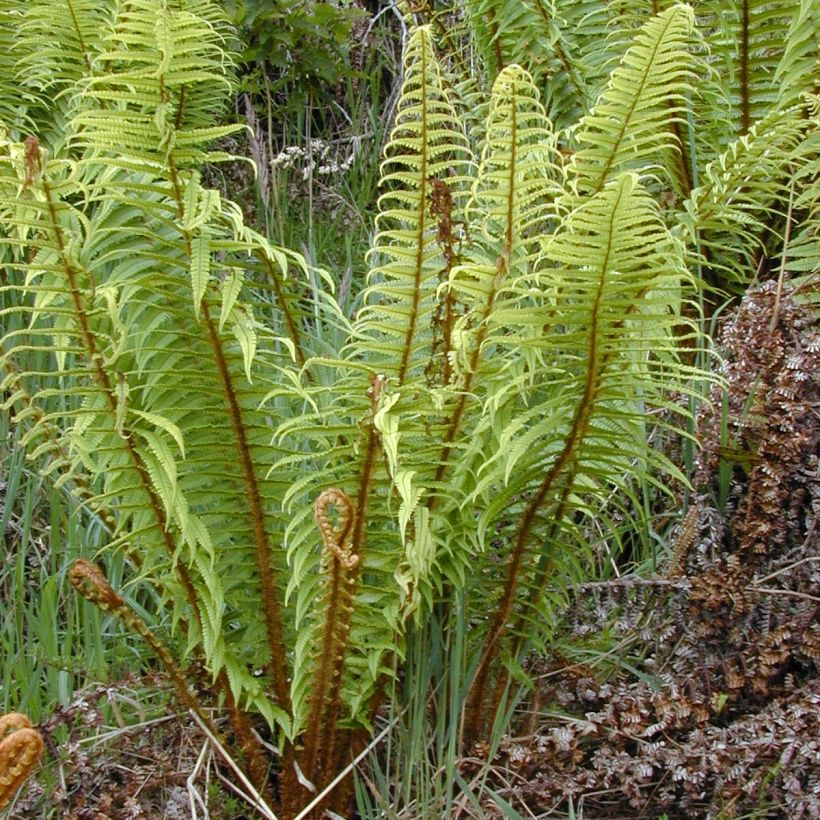 Dryopteris wallichiana - Wurmfarn (Hafen)