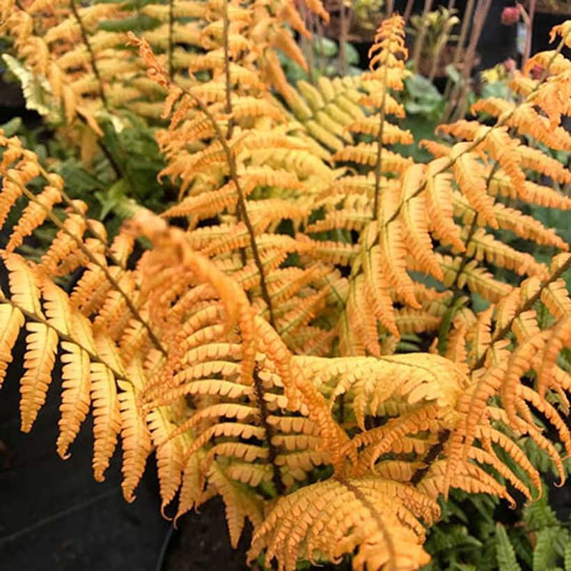 Dryopteris wallichiana Jurassic Gold - Wurmfarn (Laub)