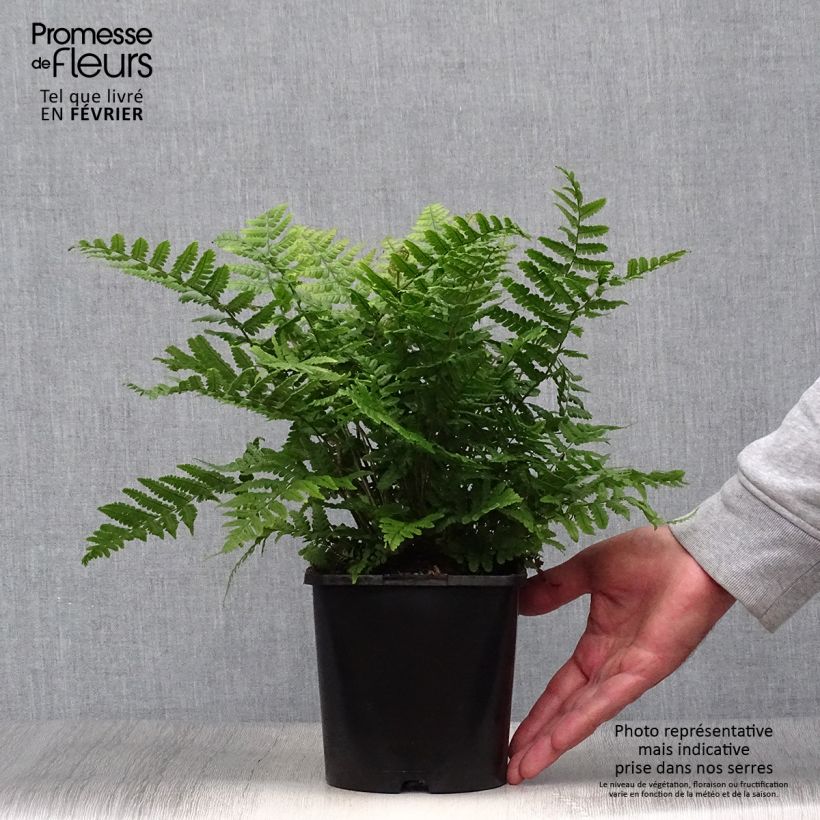 Exemplar von Dryopteris wallichiana Jurassic Gold - Fougère Pot de 2L/3L wie im Herbst geliefert