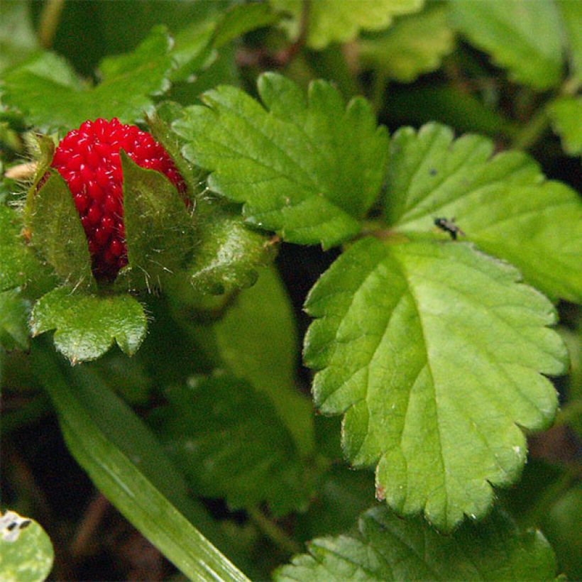 Duchesnea indica - Indische Erdbeere (Laub)