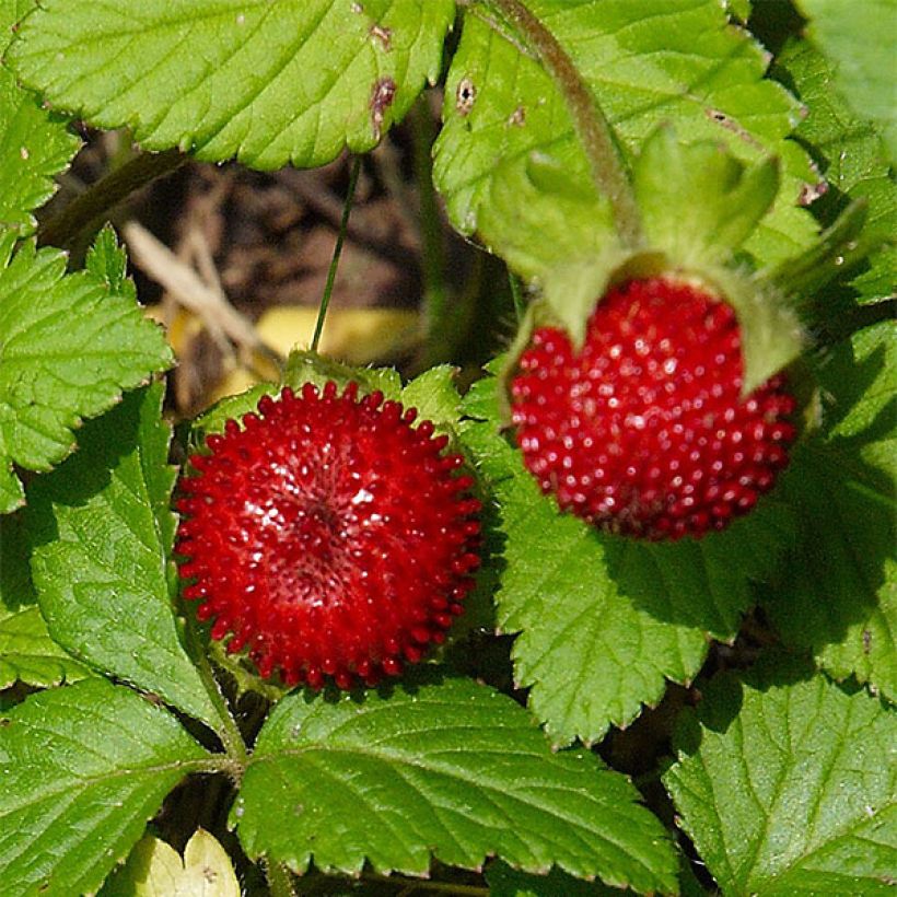 Duchesnea indica - Indische Erdbeere (Ernte)