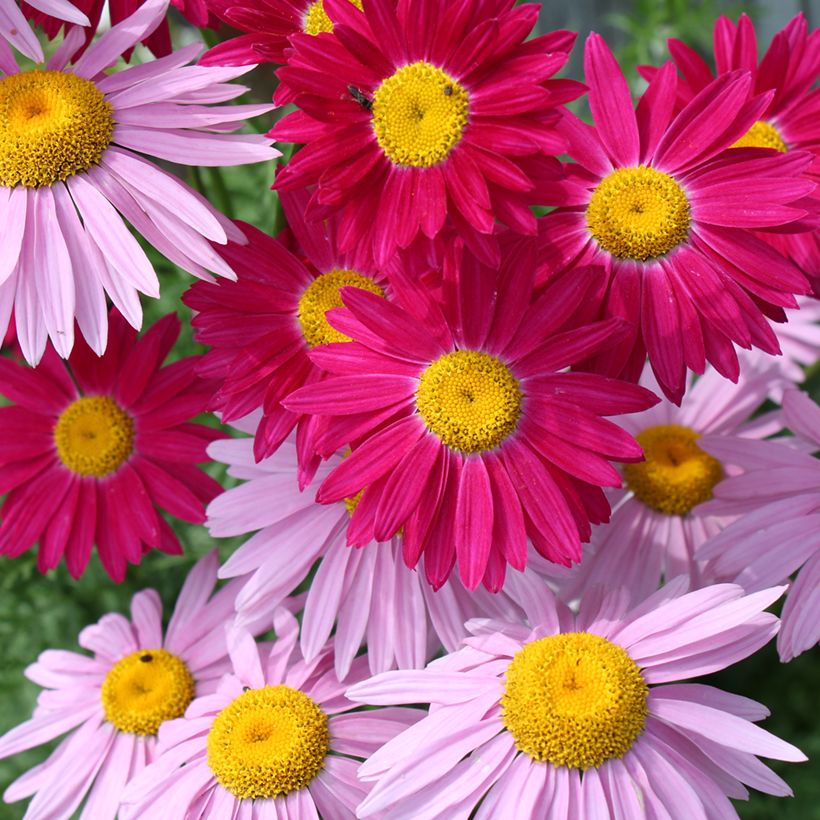 Günstiges Pyrethrum-Duo (Blüte)