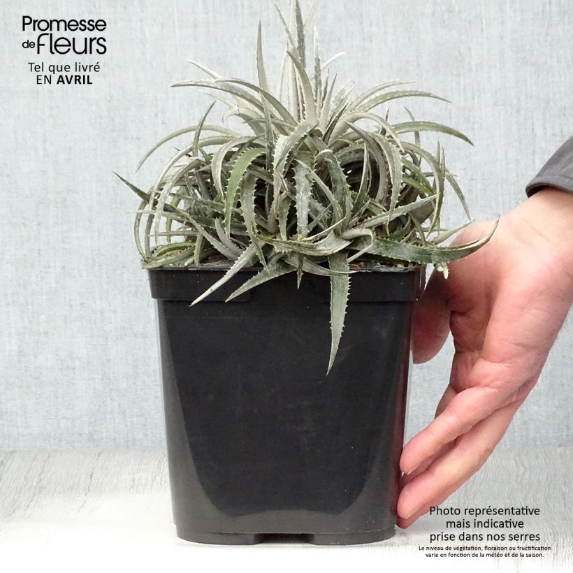 Exemplar von Dyckia Pale Rider - Broméliacée Pot de 2L/3L wie im Frühjahr geliefert