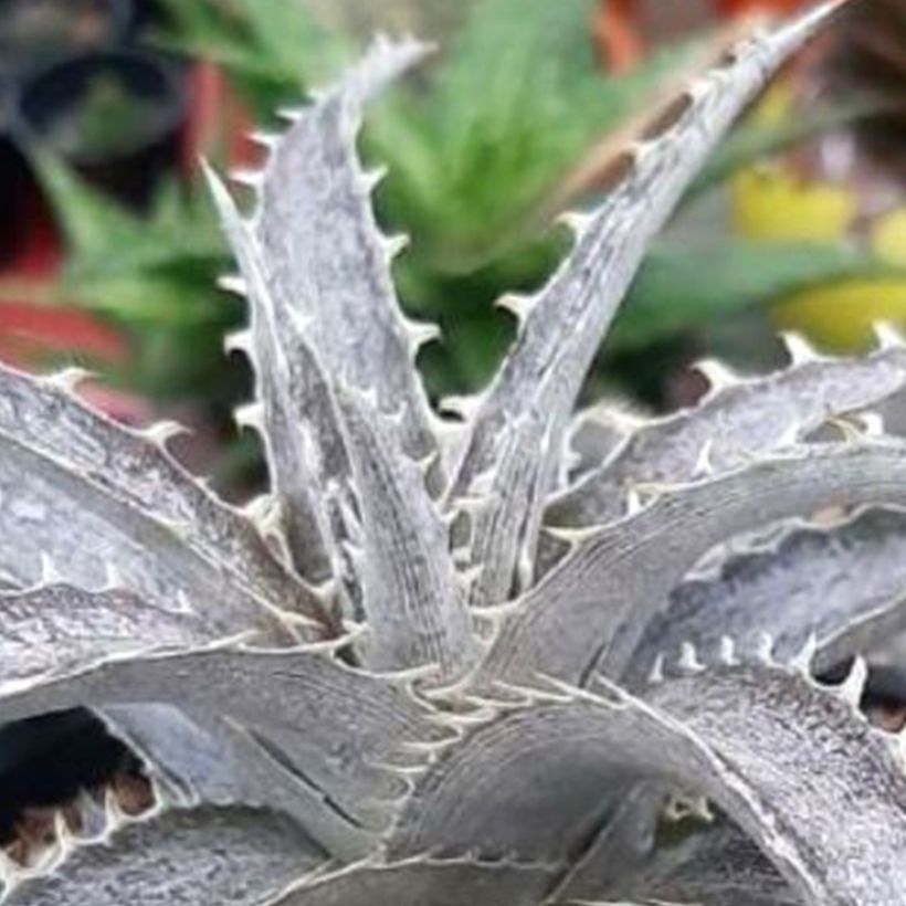 Dyckia Pale Rider (Laub)