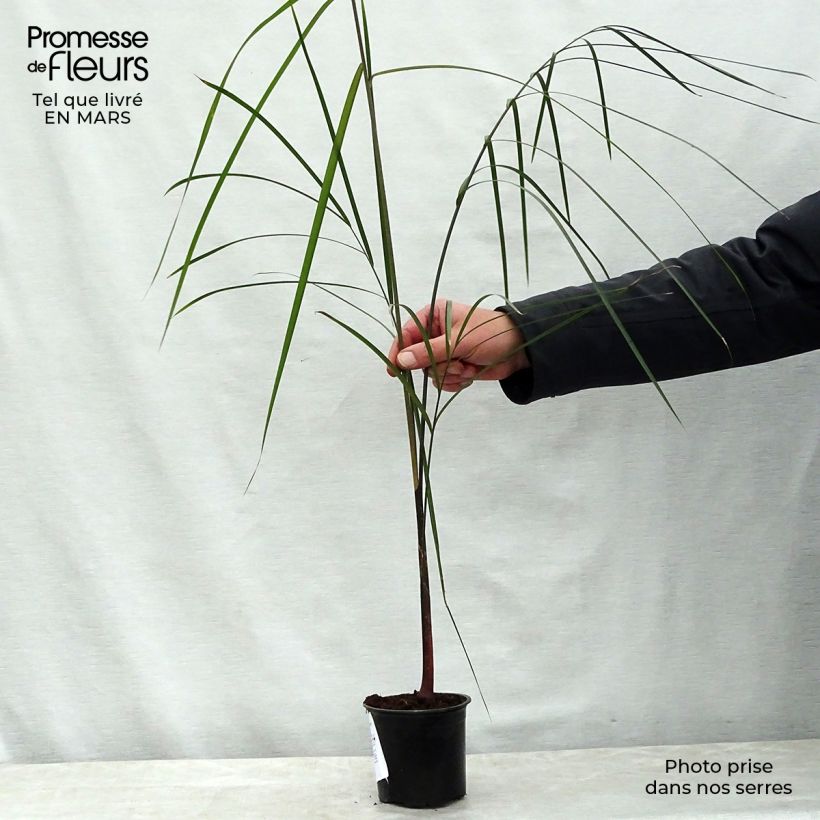 Exemplar von Dypsis plumosa - Palmier plumeux Pot de 12 cm wie im Frühjahr geliefert