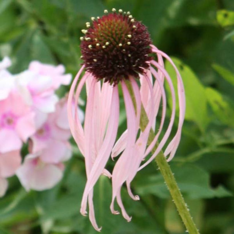 Echinacea pallida - Bleicher Sonnenhut (Blüte)