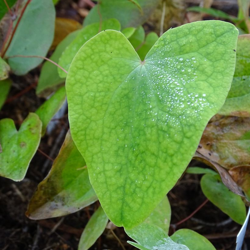 Epimedium acuminatum - Elfenblume (Laub)