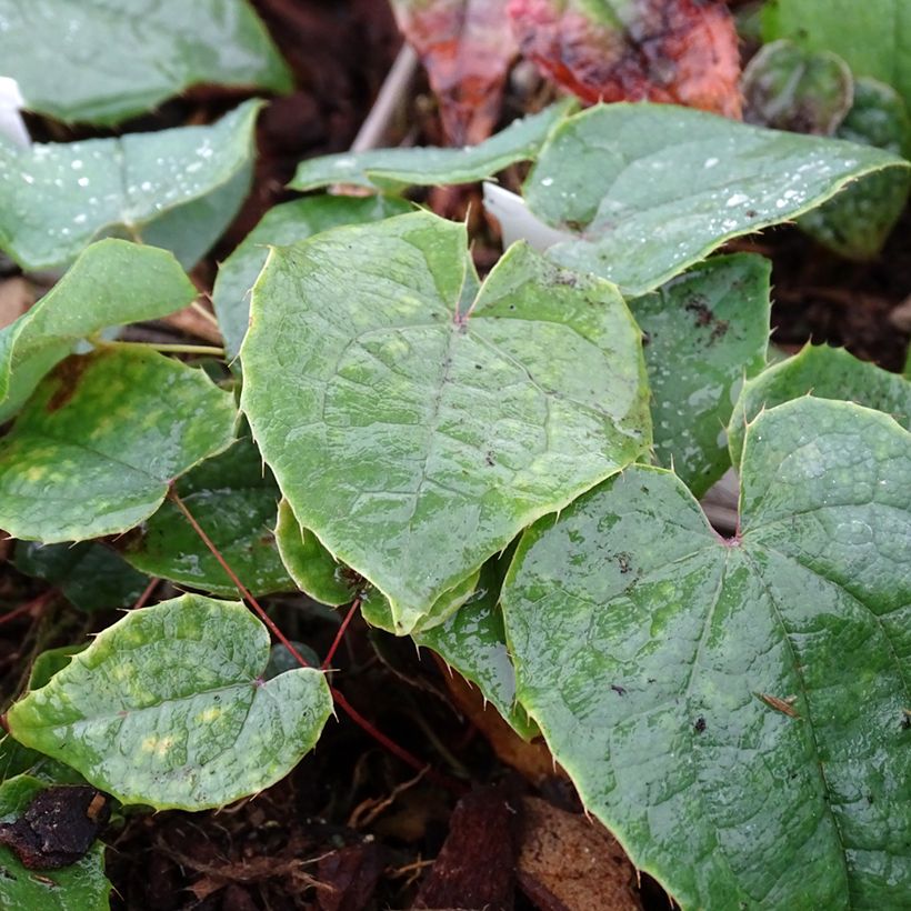 Epimedium brachyrrhizum - Elfenblume (Laub)