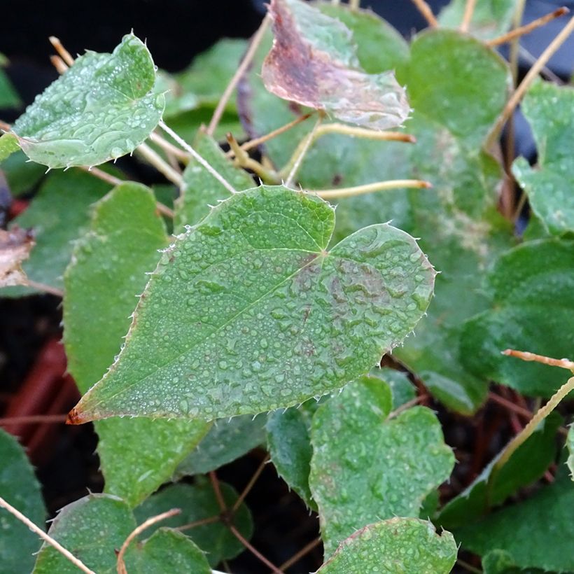 Epimedium rubrum Galadriel - Rote Elfenblume (Laub)