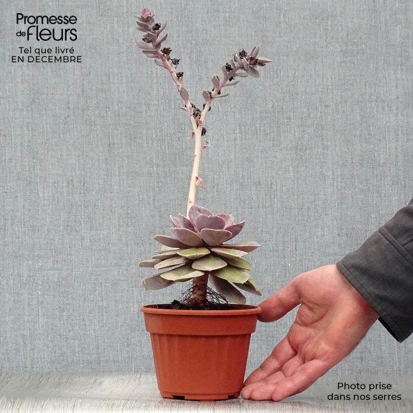 Exemplar von Echeveria Perle Von Nürnberg Pot de 13 cm wie im Winter geliefert