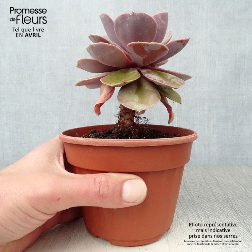 Exemplar von Echeveria Perle Von Nürnberg - Echeverie Topf 12 cm / 13 cmGelieferte Höhe ca. 5cm wie im Frühjahr geliefert