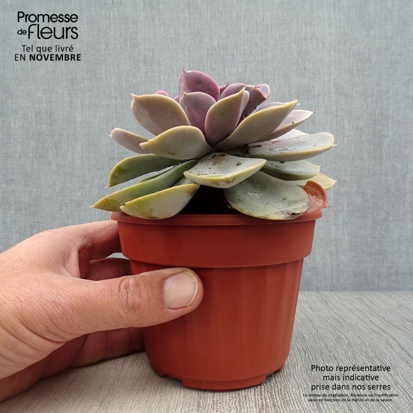 Exemplar von Echeveria Perle Von Nürnberg - Echeverie wie im Herbst geliefert