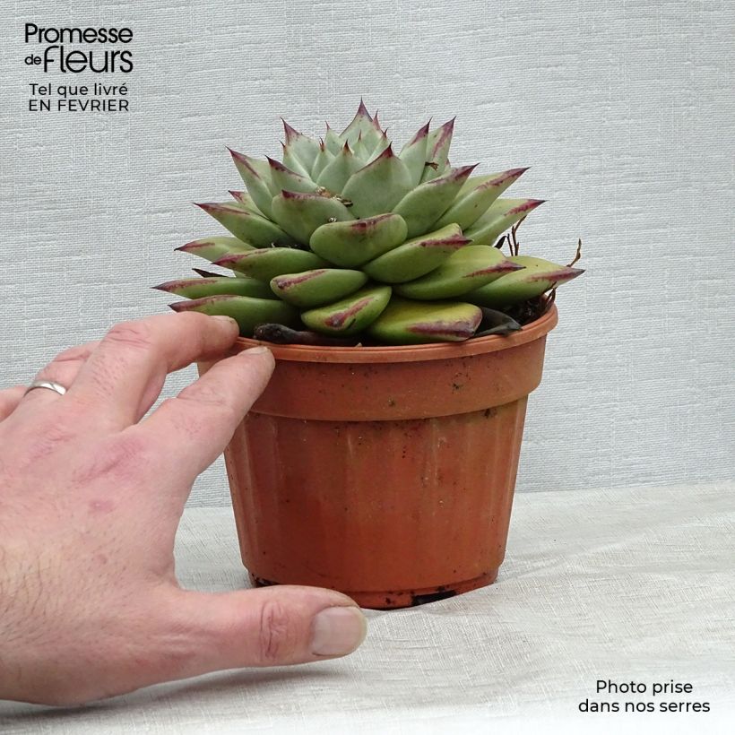 Exemplar von Echeveria agavoides Ebony Pot de 13 cm wie im Winter geliefert