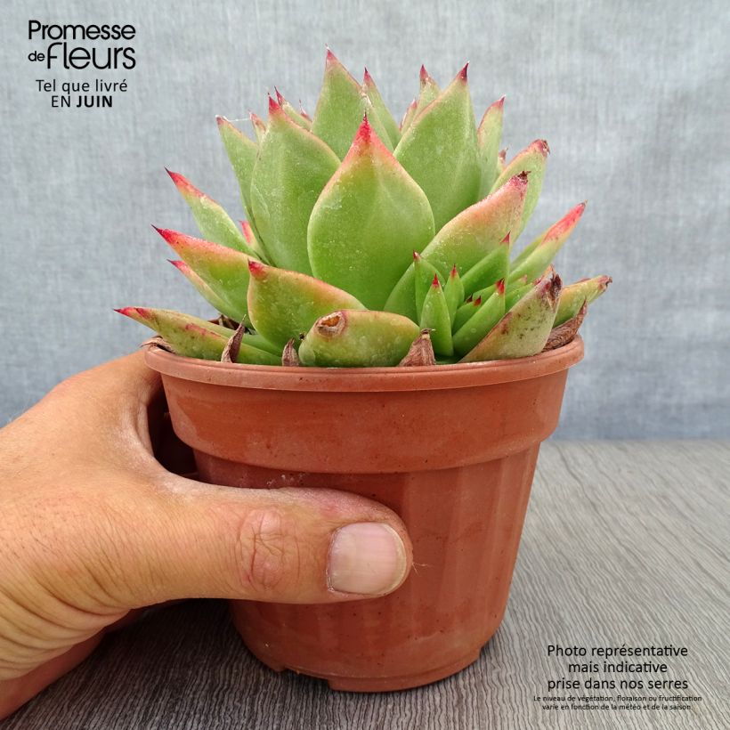 Exemplar von Echeveria agavoides Ebony - Echeverie wie im Sommer geliefert