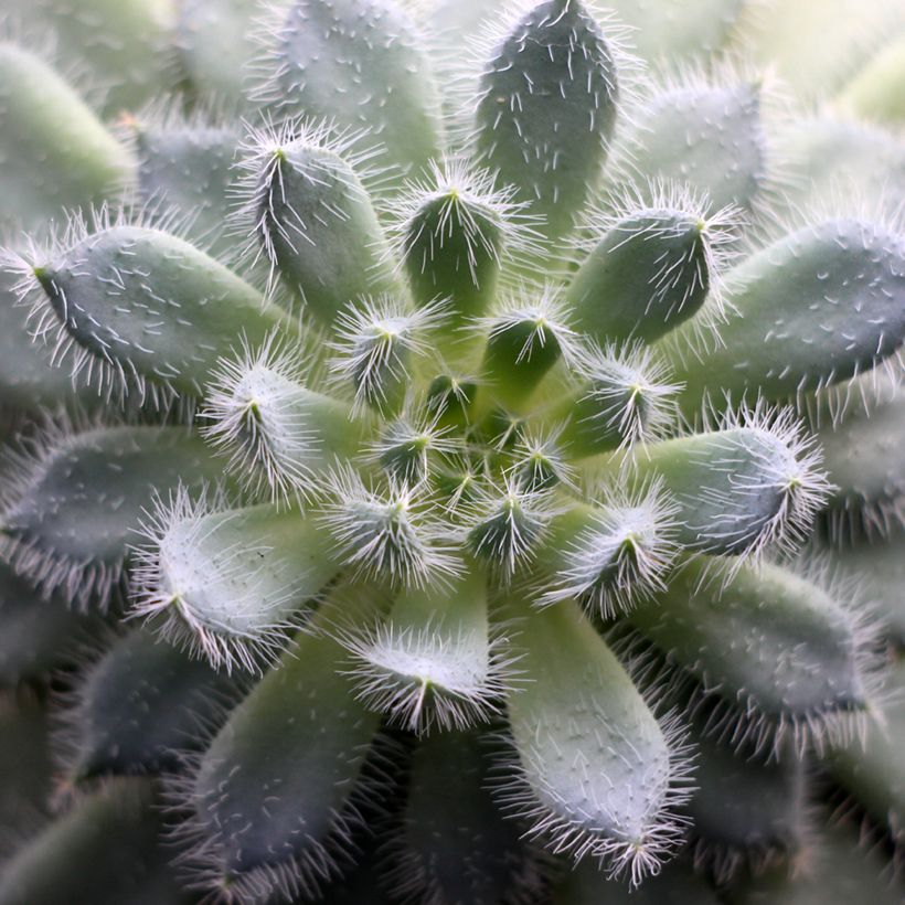 Echeveria setosa - Echeverie (Laub)