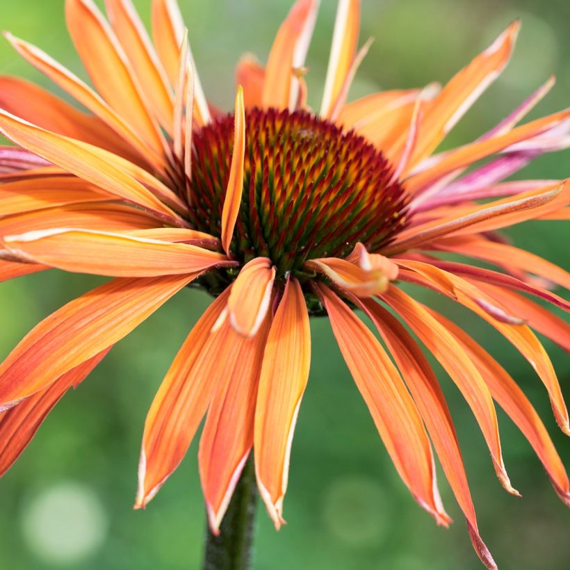 Echinacea Art's Pride - Scheinsonnenhut (Blüte)