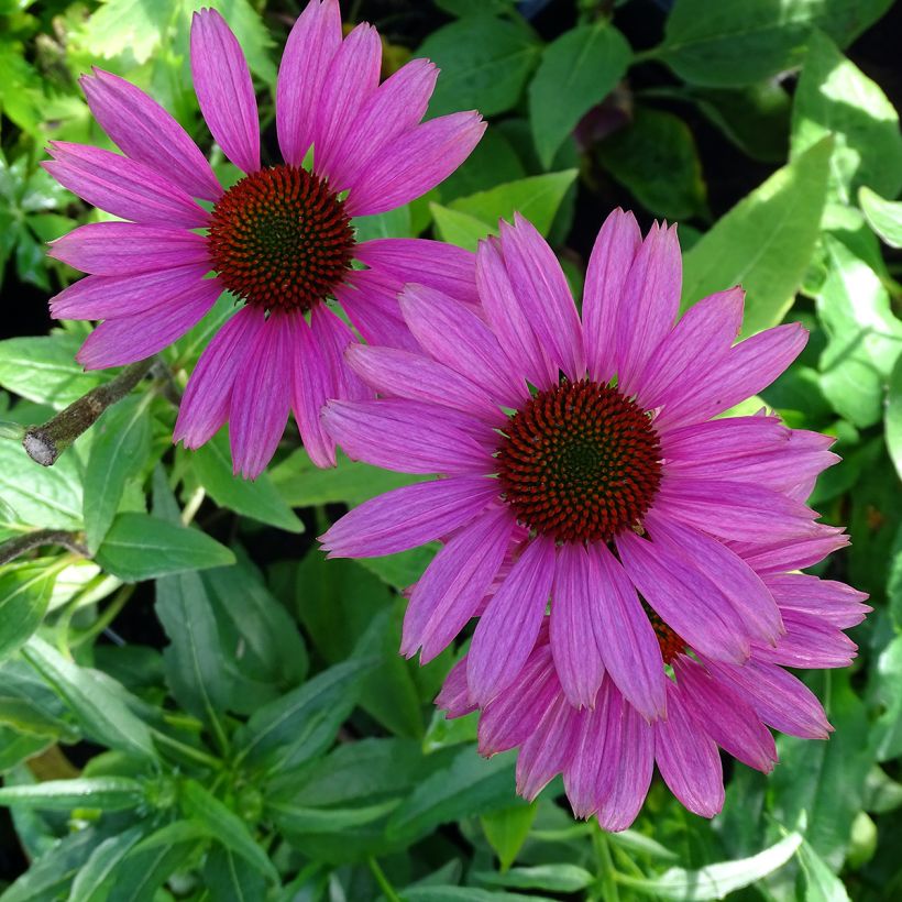 Echinacea purpurea Avalanche - Sonnenhut (Blüte)