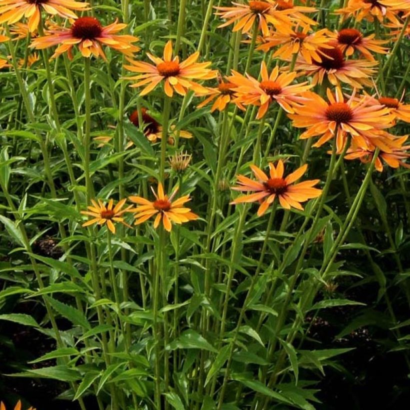 Echinacea Big Kahuna - Scheinsonnenhut (Laub)