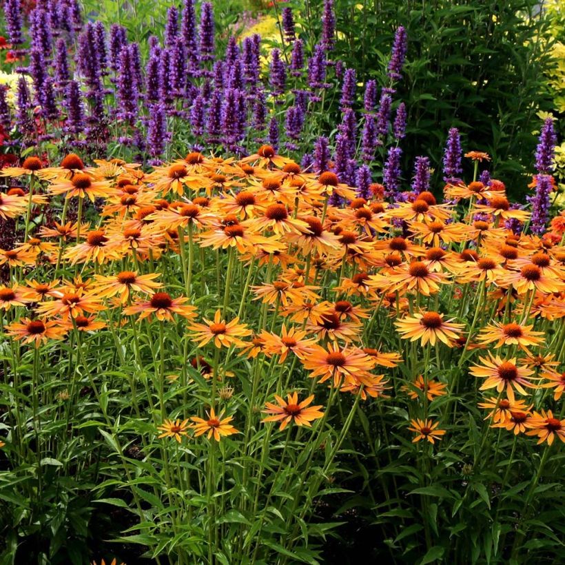 Echinacea Big Kahuna - Scheinsonnenhut (Hafen)