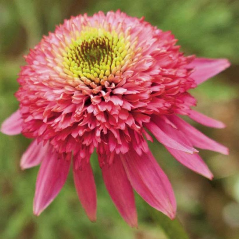 Echinacea purpurea Catharina - Sonnenhut (Blüte)