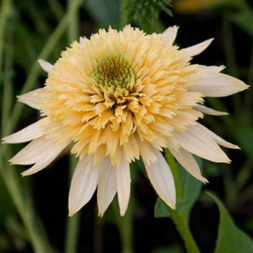 Echinacea purpurea Coupe Soleil - Sonnenhut (Blüte)