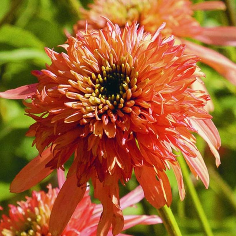 Echinacea purpurea Cranberry Cupcake - Sonnenhut (Blüte)