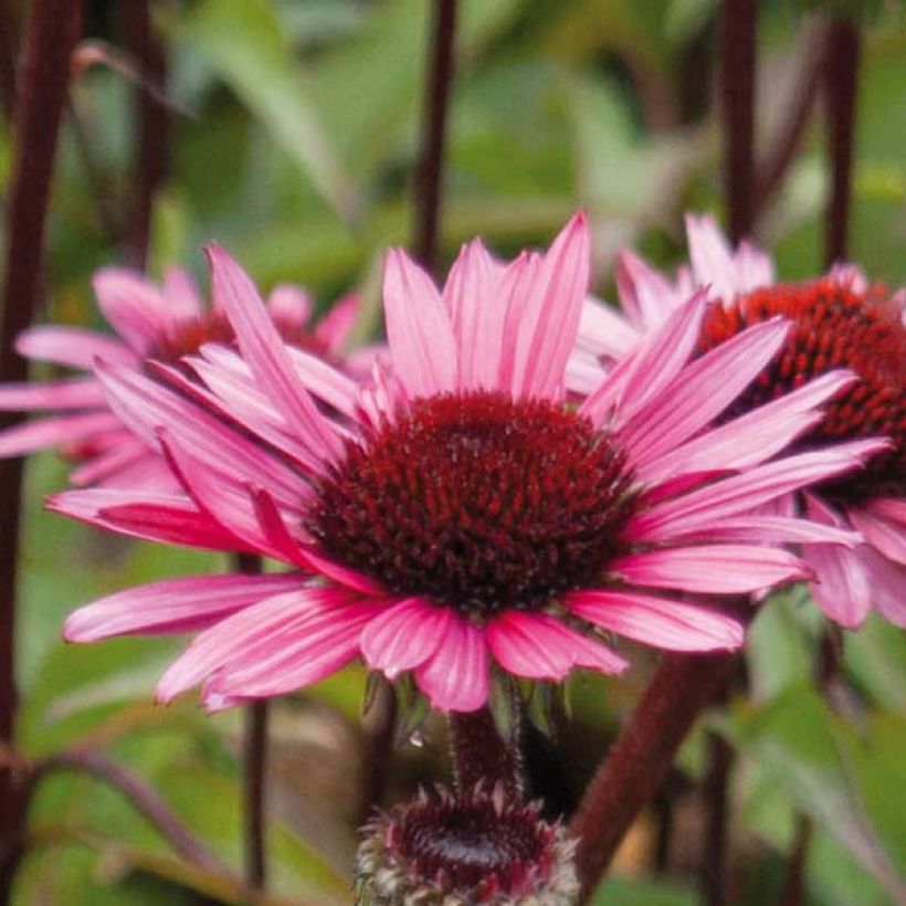 Echinacea purpurea Fatal Attraction - Sonnenhut (Blüte)