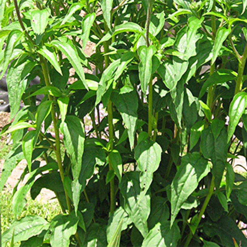 Echinacea purpurea Ferris Wheels - Sonnenhut (Laub)