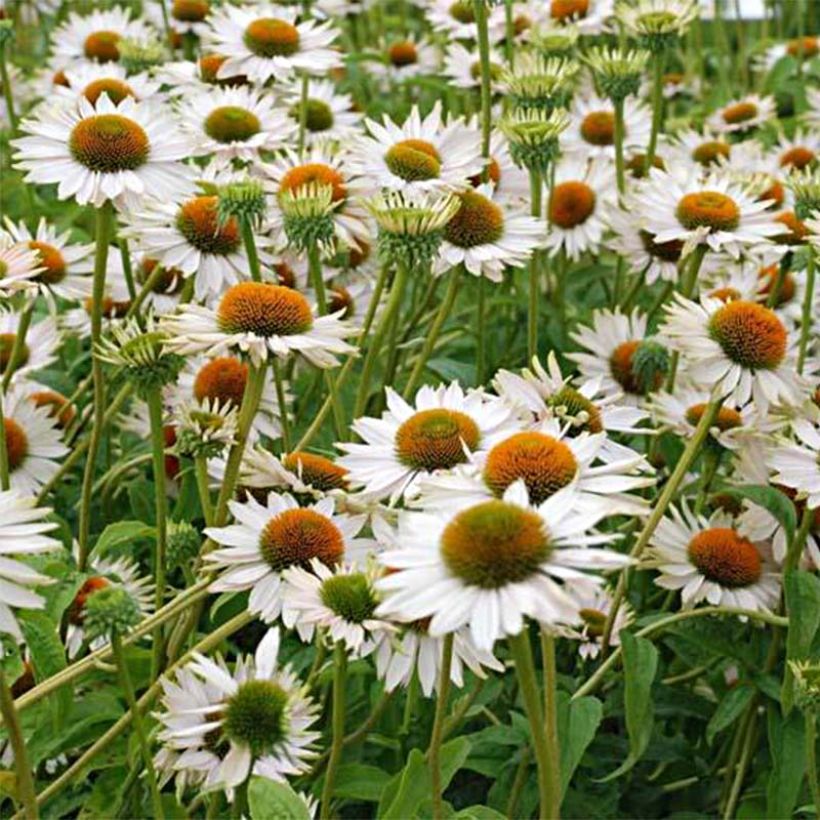 Echinacea purpurea Fragrant Angel - Sonnenhut (Blüte)