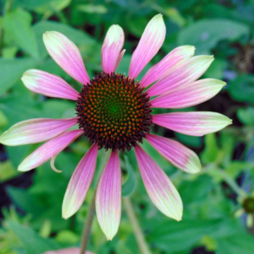 Echinacea purpurea Green Envy - Sonnenhut (Blüte)