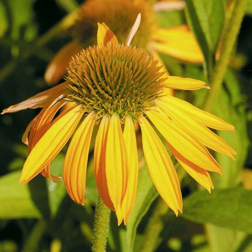 Echinacea purpurea Harvest Moon - Sonnenhut (Blüte)