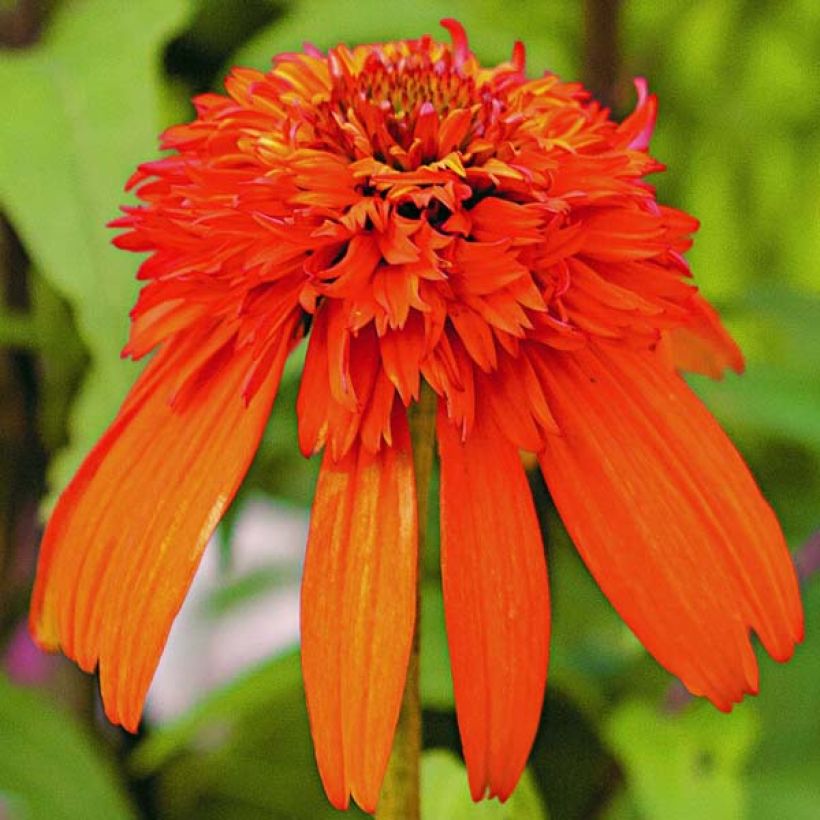 Echinacea purpurea Hot Papaya - Sonnenhut (Blüte)