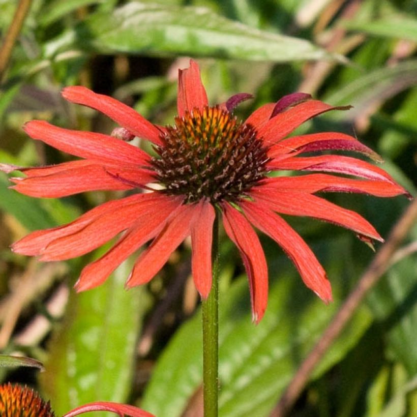 Echinacea purpurea Hot Summer - Sonnenhut (Blüte)