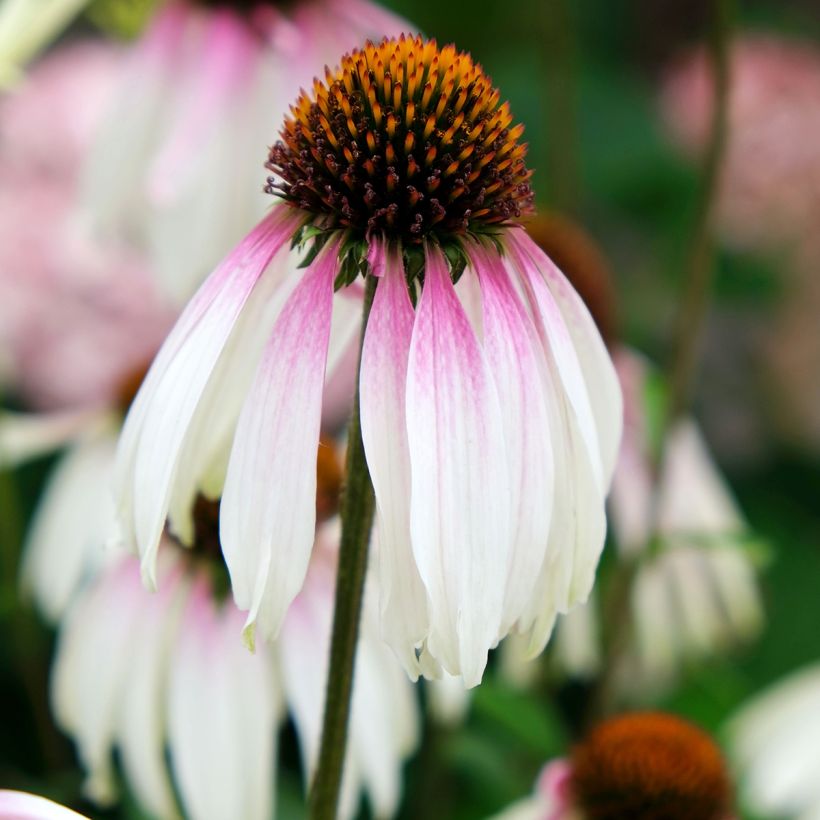 Echinacea JS Engeltje Pretty Parasols - Scheinsonnenhut (Blüte)