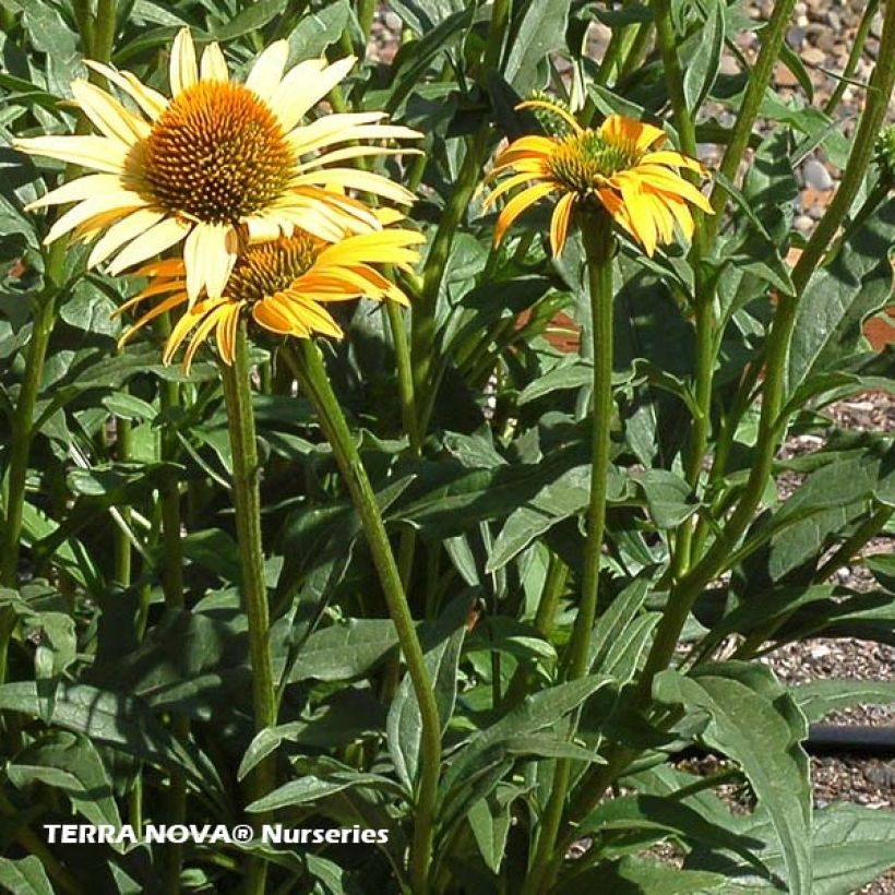 Echinacea purpurea Mac 'n' Cheese - Sonnenhut (Laub)