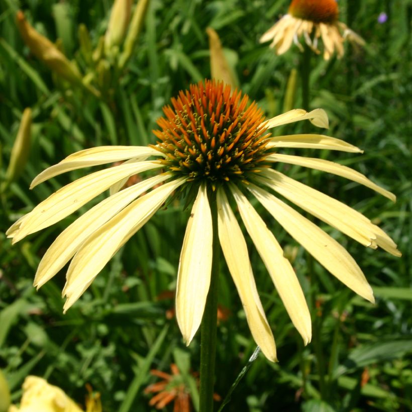 Echinacea purpurea Mango Medowbrite - Sonnenhut (Blüte)