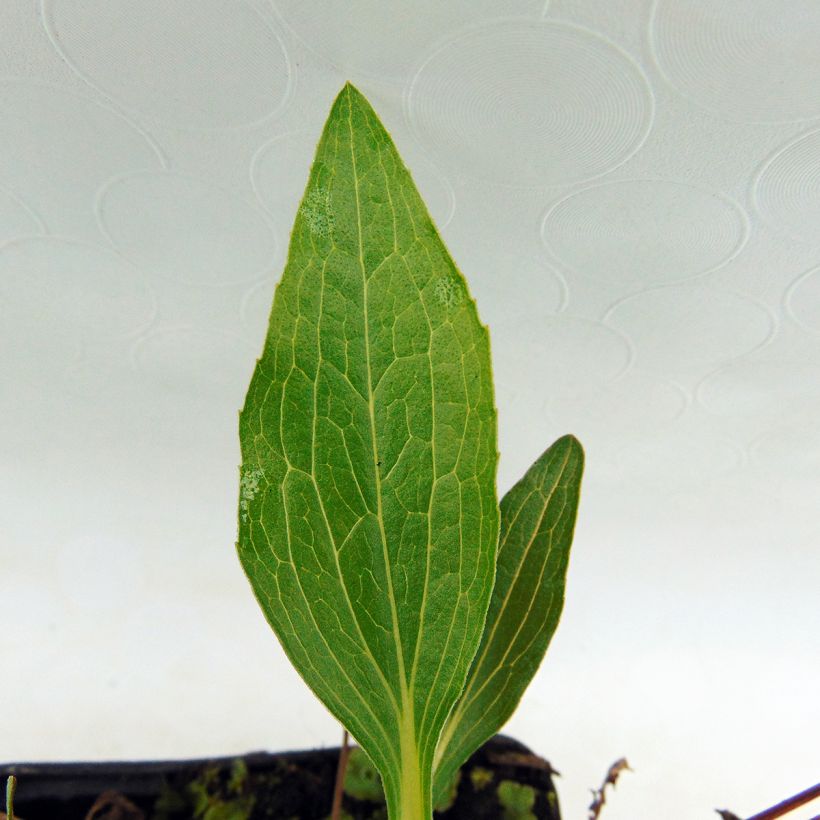 Echinacea purpurea Marmalade - Sonnenhut (Laub)