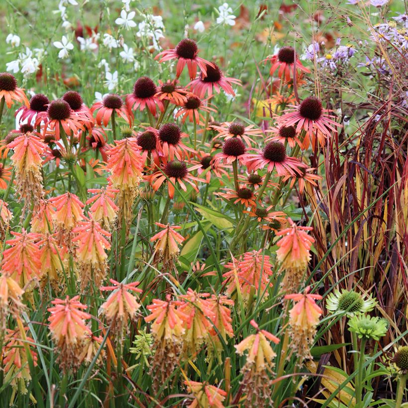 Echinacea Butterfly Orange Skipper - Scheinsonnenhut (Hafen)