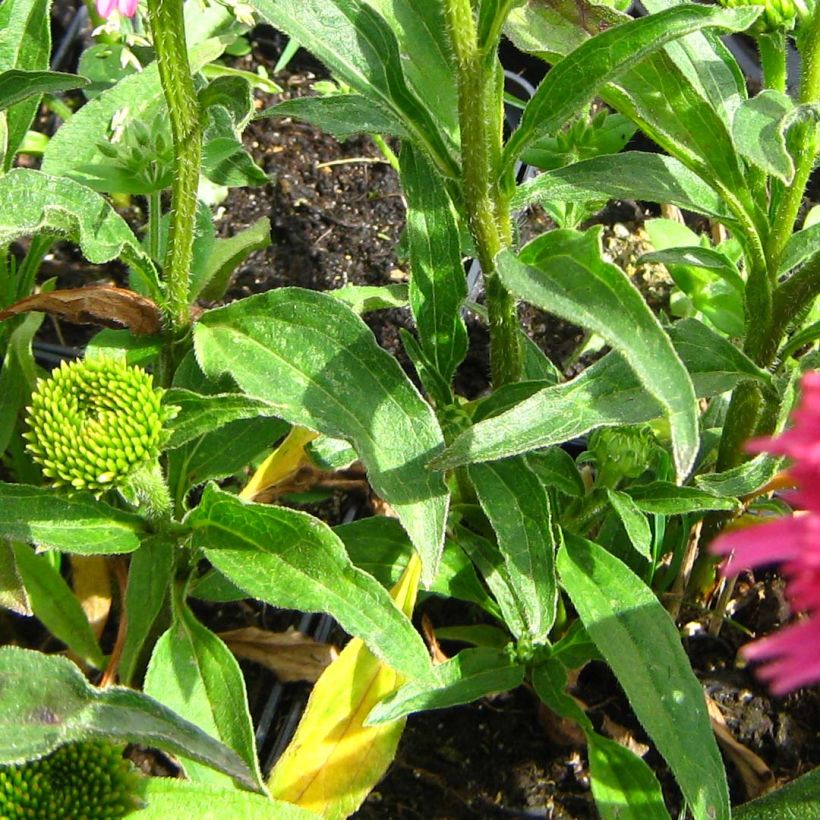 Echinacea purpurea Piccolino - Sonnenhut (Laub)