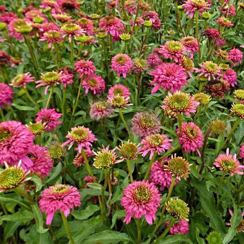 Echinacea purpurea Piccolino - Sonnenhut (Blüte)