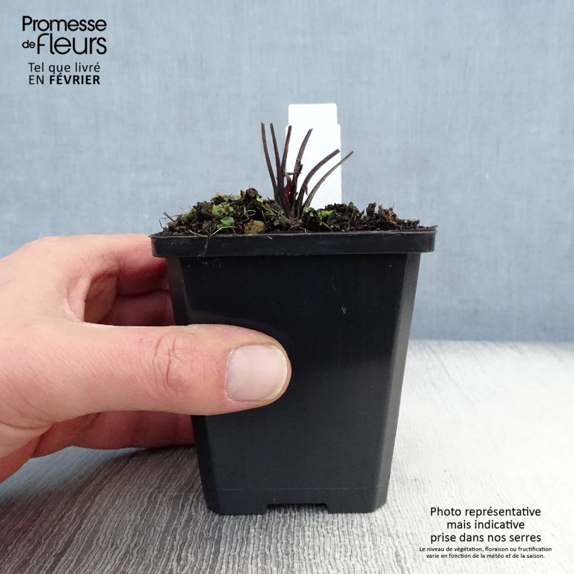 Exemplar von Echinacea Robin Hood - Echinacée  Godet de 9cm wie im Winter geliefert