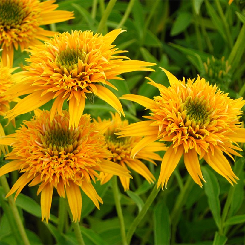 Echinacea purpurea Secret Glow - Sonnenhut (Blüte)