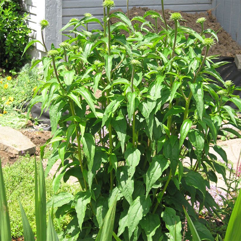 Echinacea purpurea Secret Glow - Sonnenhut (Hafen)