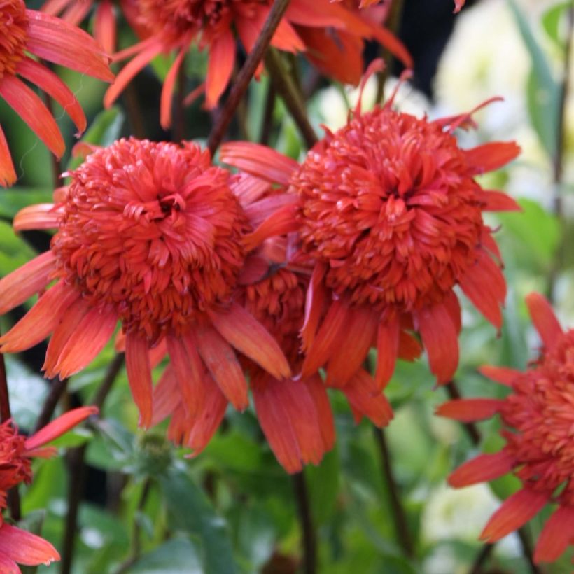 Echinacea purpurea Secret Lust - Sonnenhut (Blüte)