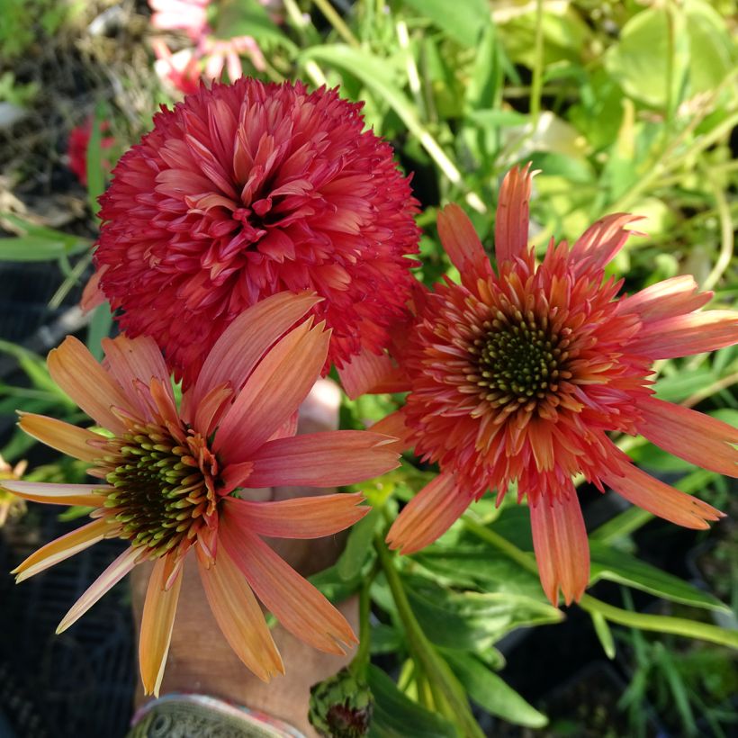 Echinacea purpurea Secret Passion - Sonnenhut (Blüte)