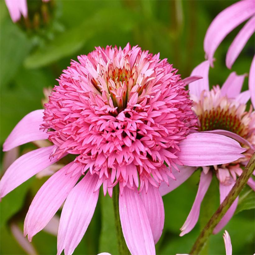 Echinacea purpurea Secret Romance - Sonnenhut (Blüte)